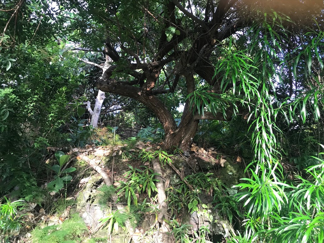 90 Datura Road Captain Cook, HI 96704 - Photo 9 of 15 a picture of tree