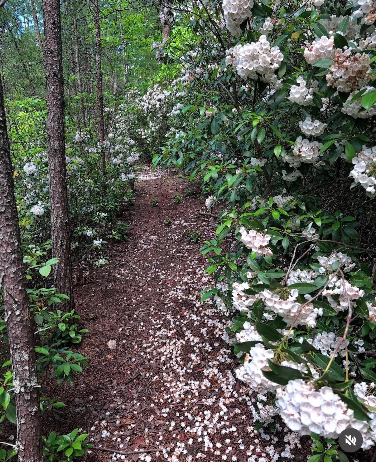 175 Green Hills Road Mill Spring, NC 28756 - Photo 44 of 50