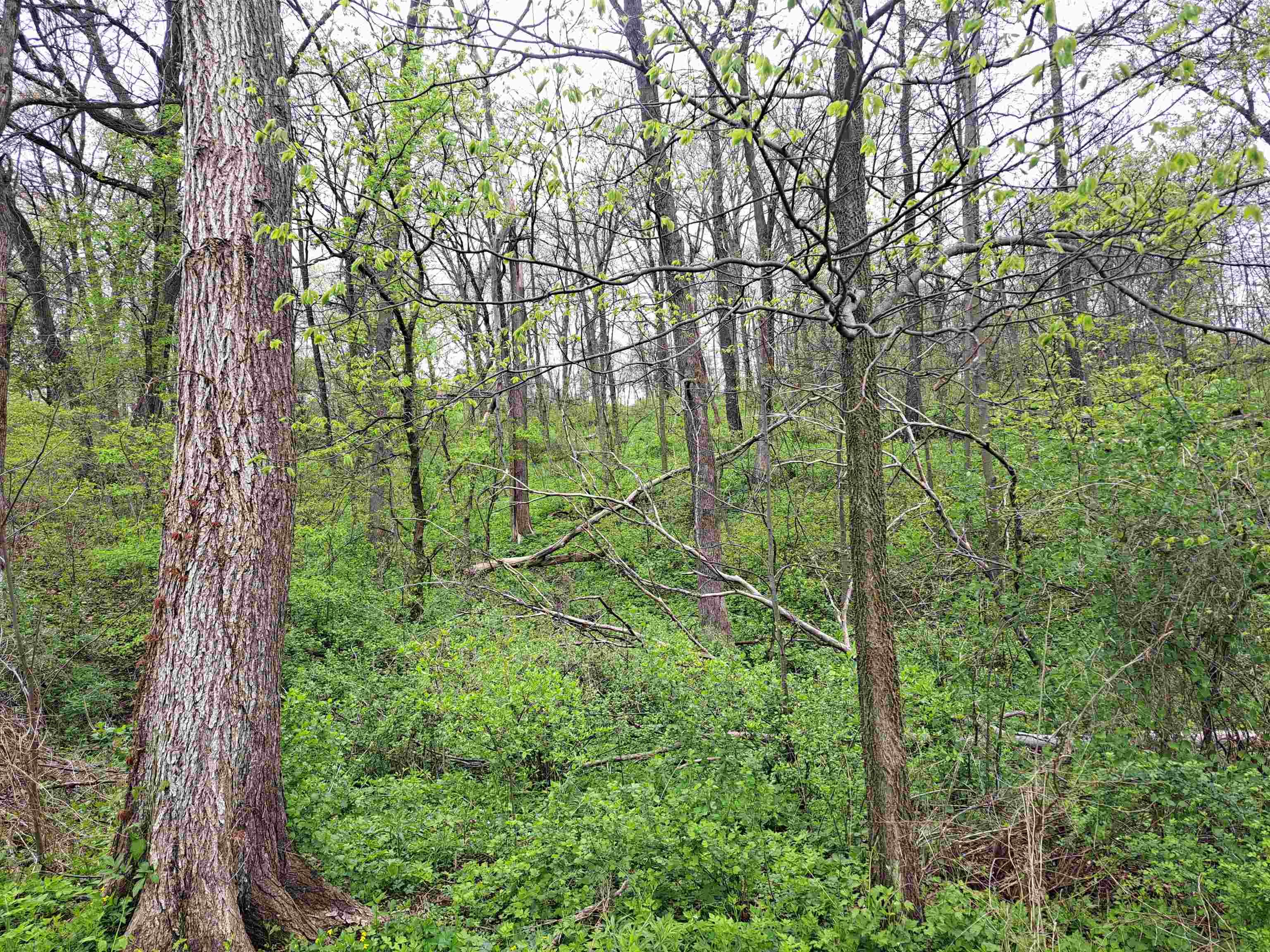 7 Hickory Trail Galena, IL 61036 - Photo 3 of 8