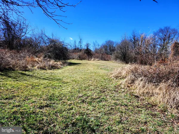 a view of a large trees