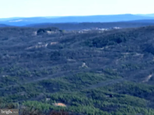 a view of large trees with a yard