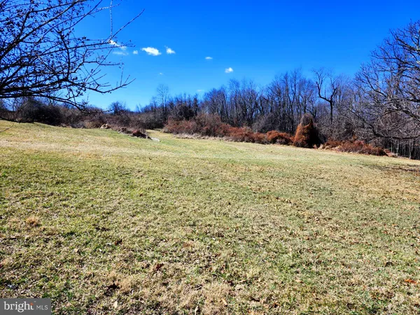 a view of a yard with a tree