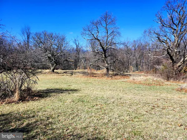 a view of yard with trees