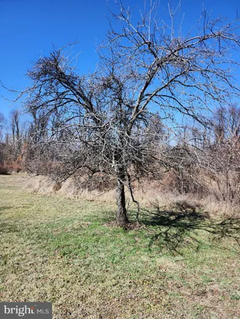 a big yard with lots of green space and plants