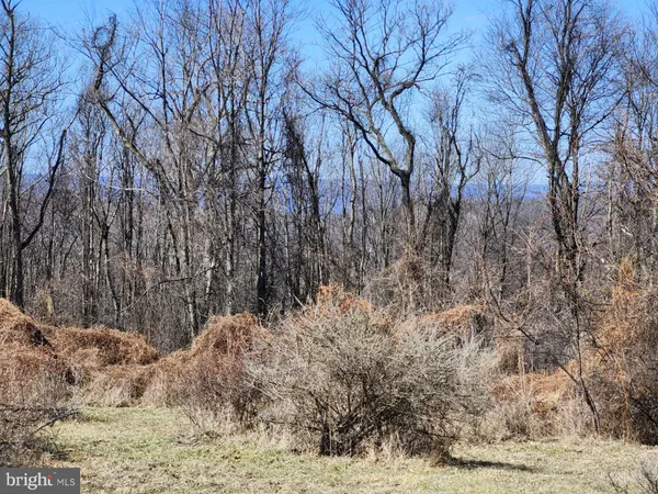 a view of a yard with trees in a yard