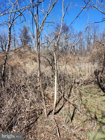 a view of a yard with mountain