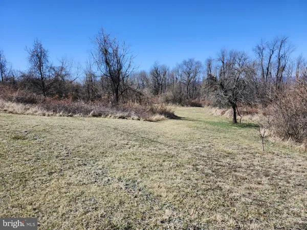 a view of a yard with large trees