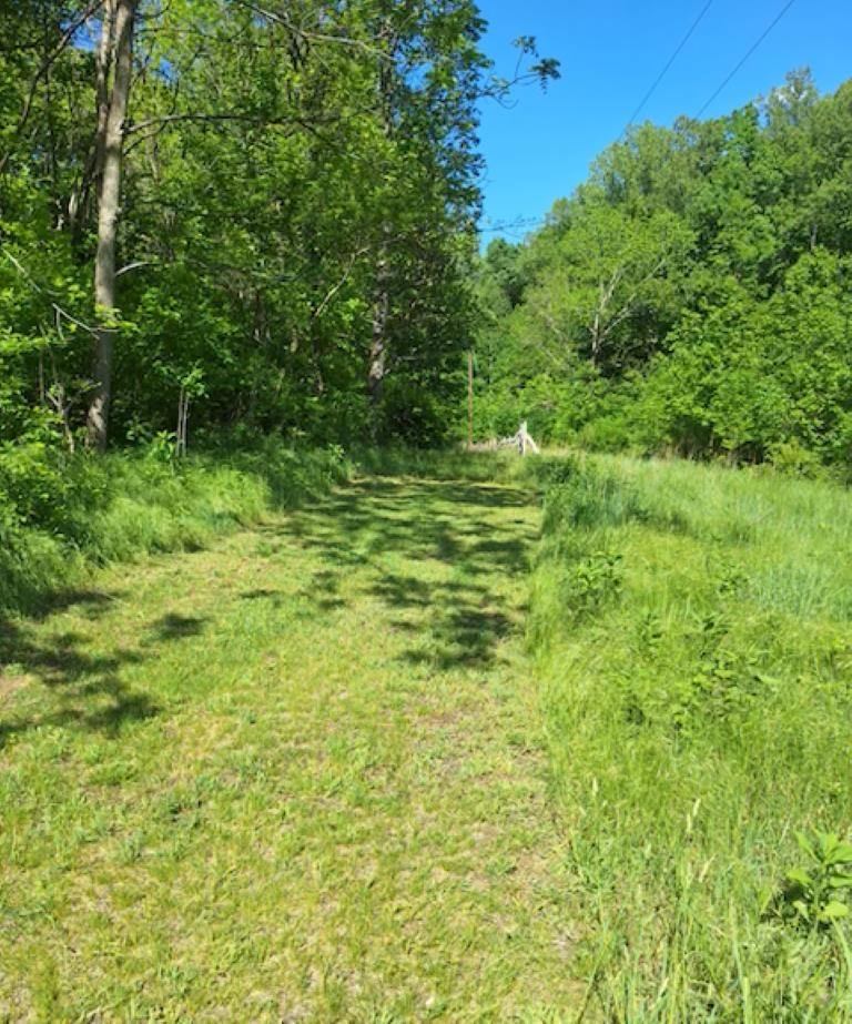 2219 Hewitt Road Swoope, VA 24479 - Photo 42 of 53 a view of a big yard with large trees
