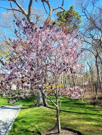 a big yard with lots of green space