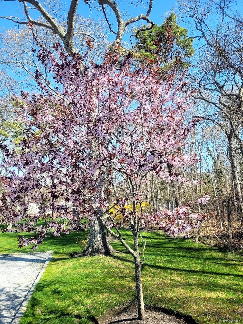 23 North Westbury Road Hampton Bays, NY 11946 - Photo 18 of 19 a big yard with lots of green space