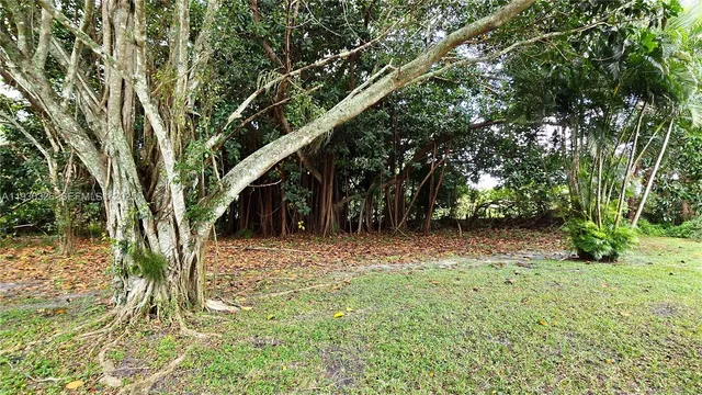 a view of backyard with tree