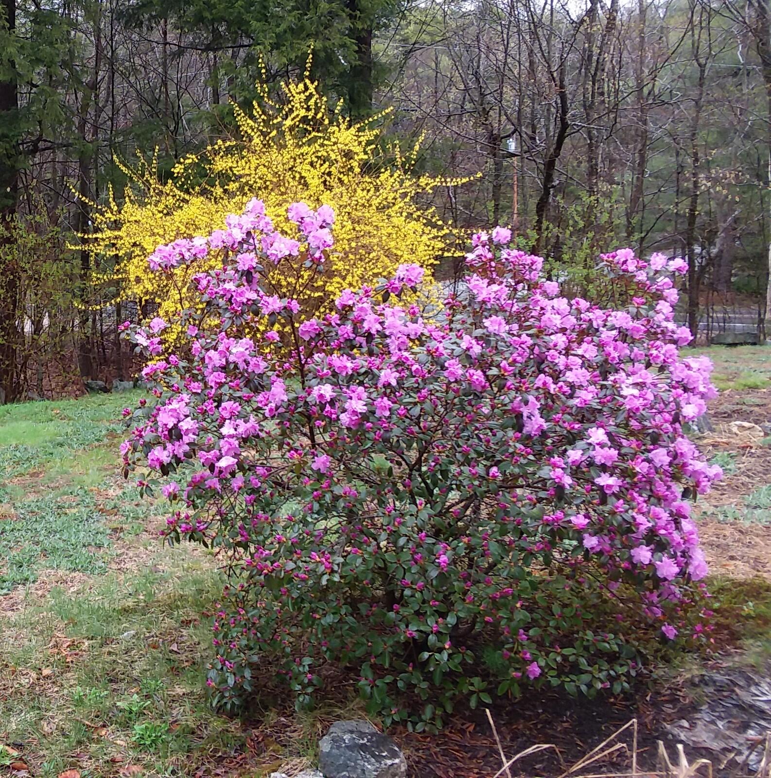 33 Berryvale Road Cornish, ME 04020 - Photo 8 of 50 Front yard flowering bushes