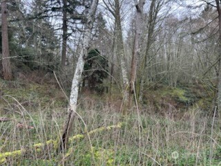 0 Ewing Clinton, WA 98236 - Photo 13 of 17 a view of a forest with trees in the background
