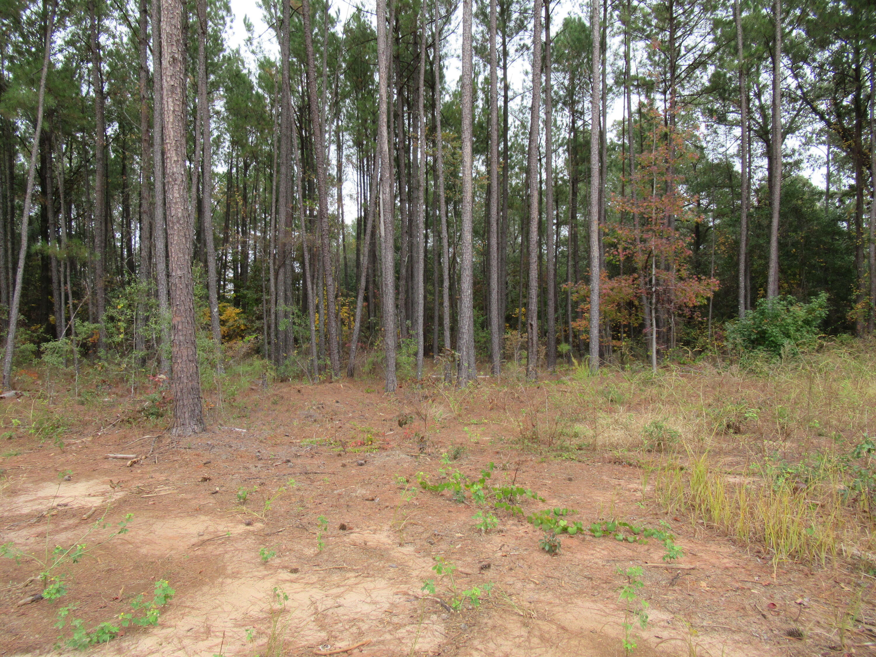 0 Twin Pines Road Keysville, GA 30816 - Photo 19 of 25 IMG_0647