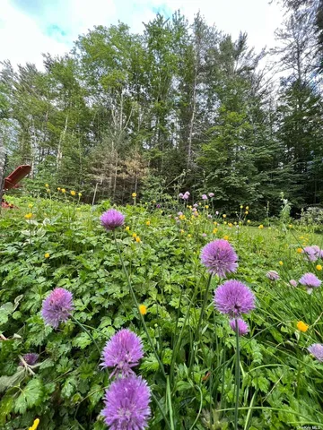 a small garden covered with tall trees
