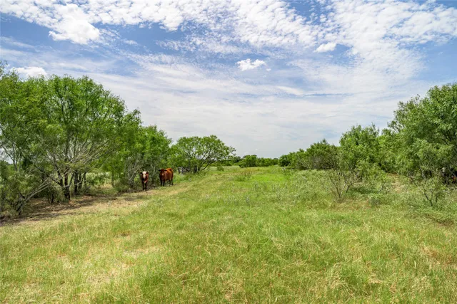 a view of a field with plants and trees
