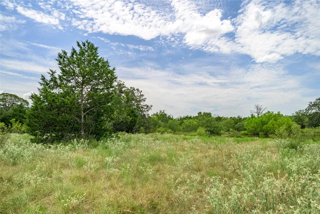 a view of a field with plants and trees in the background