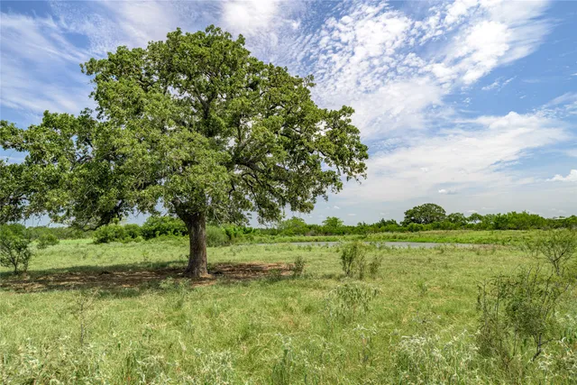 a view of a garden with a tree
