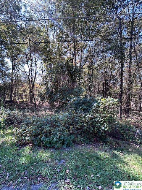 a view of a yard with large trees