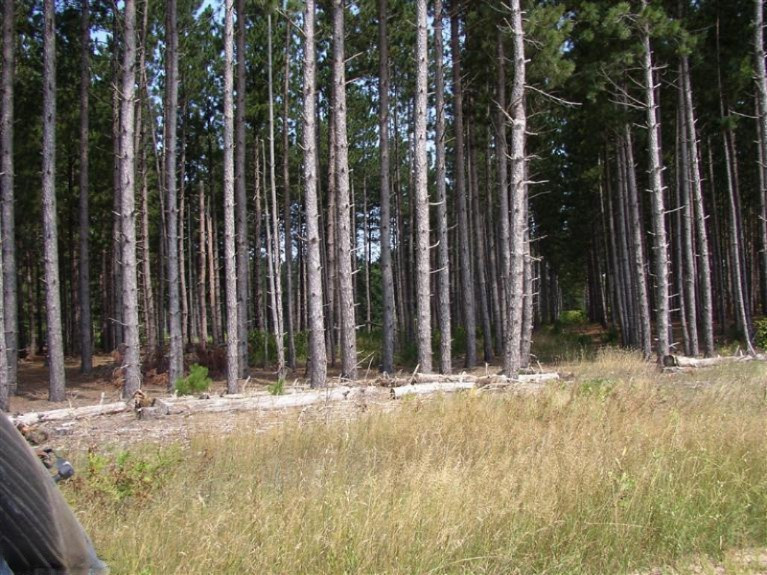 1 Lindroos Road Kaleva, MI 49645 - Photo 1 of 2 Primary Photo