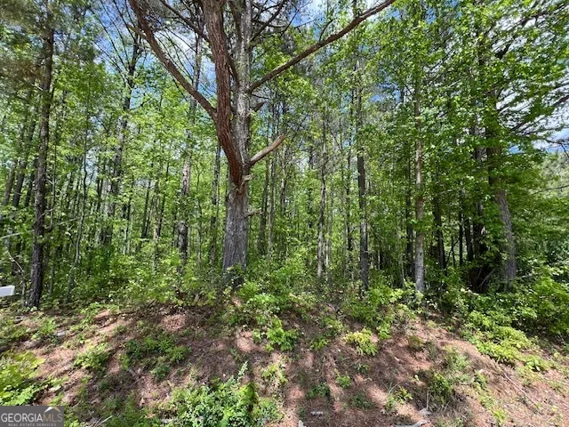 a view of a lush green forest