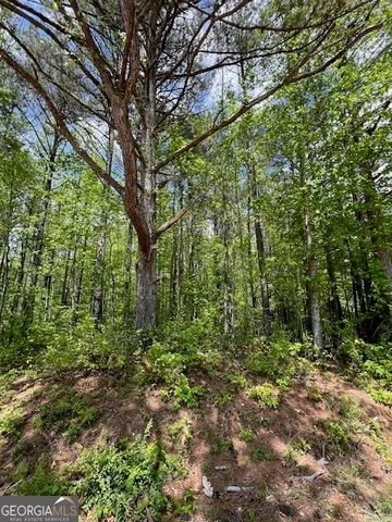 a view of a forest with trees