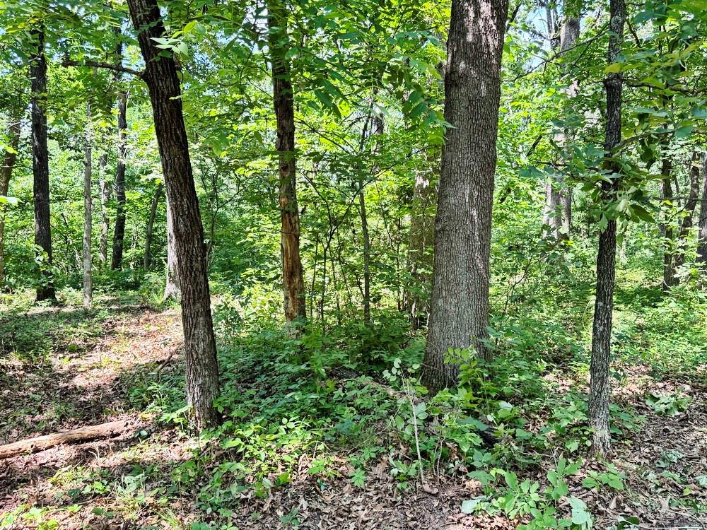 Tbd1 East 1550 Road Jerico Springs, MO 64756 - Photo 14 of 23