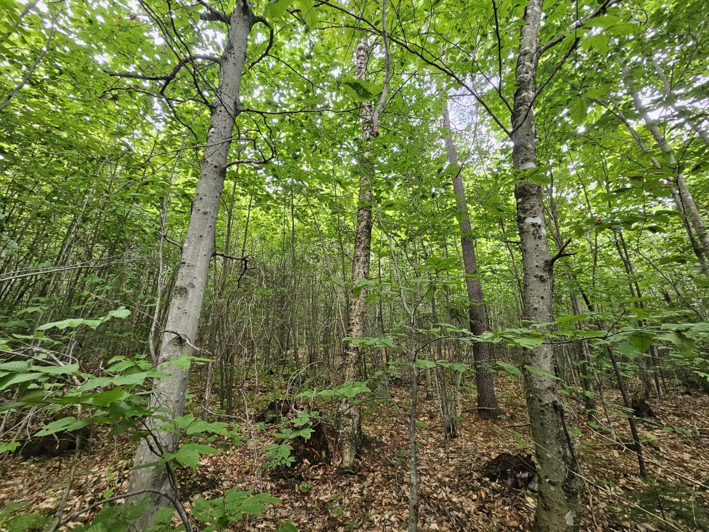 33 Charles Farm Trail Rome, ME 04963 - Photo 10 of 28 mature forest