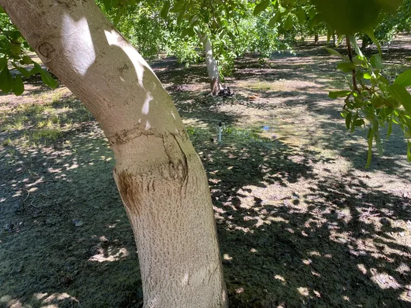 a view of a yard