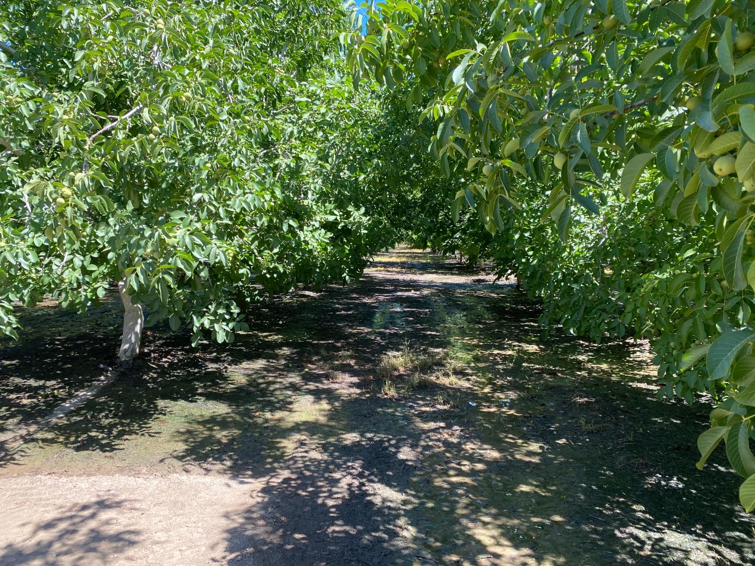 32200 South Koster Road Tracy, CA 95304 - Photo 5 of 6 a view of a tree with a tree