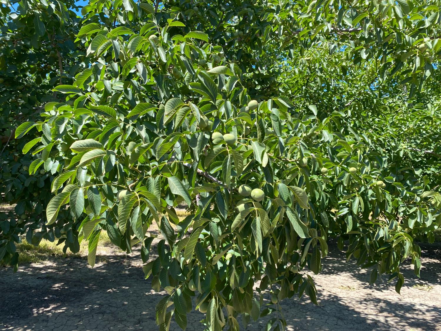 32200 South Koster Road Tracy, CA 95304 - Photo 6 of 6 a view of a tree