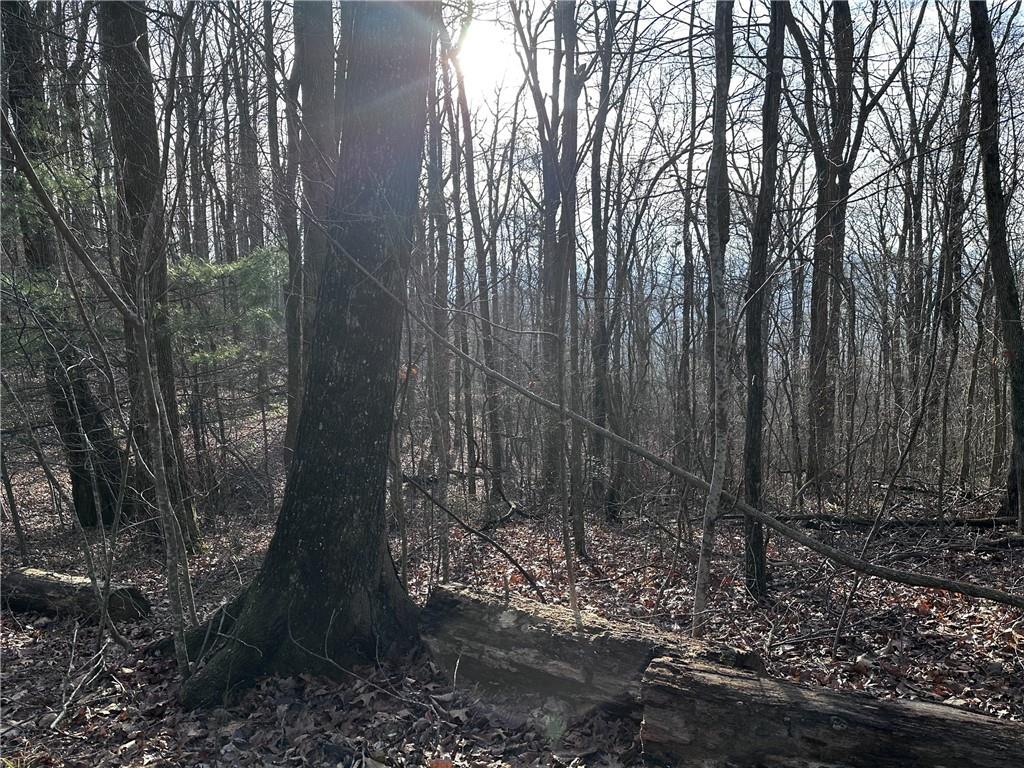 32 Andes Ridge Jasper, GA 30143 - Photo 13 of 24 a view of a forest