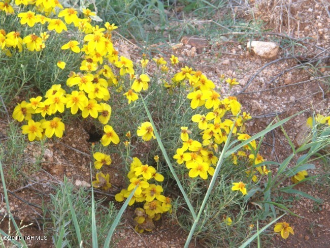 Lot 62 East Naiche Road, Unit 62 St. David, AZ 85630 - Photo 19 of 20