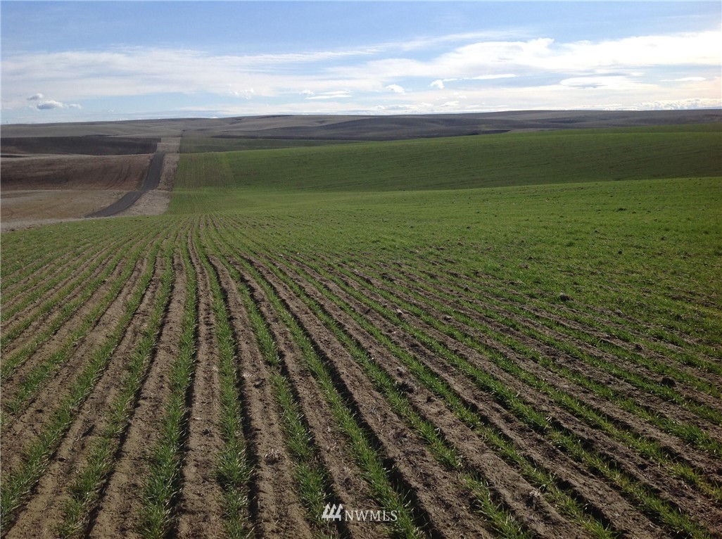 -nsa East Herman Road Lind, WA 99341 - Photo 3 of 4