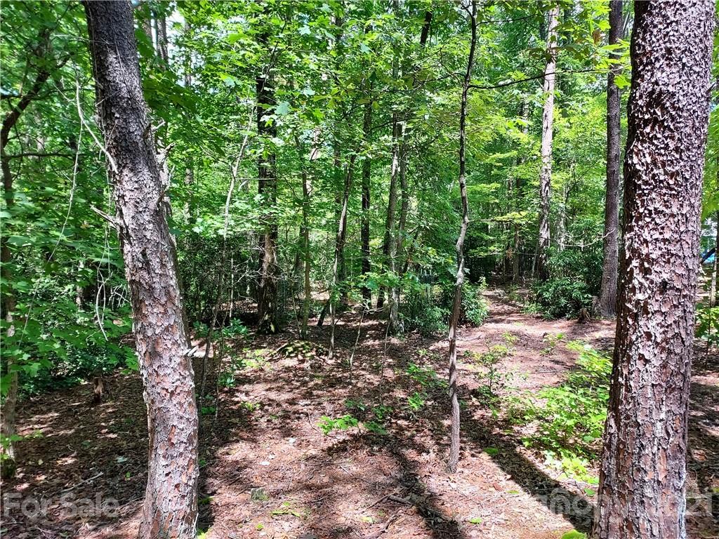 2.54 Acres Club Road Tryon, NC 28782 - Photo 8 of 18 a view of a forest with trees