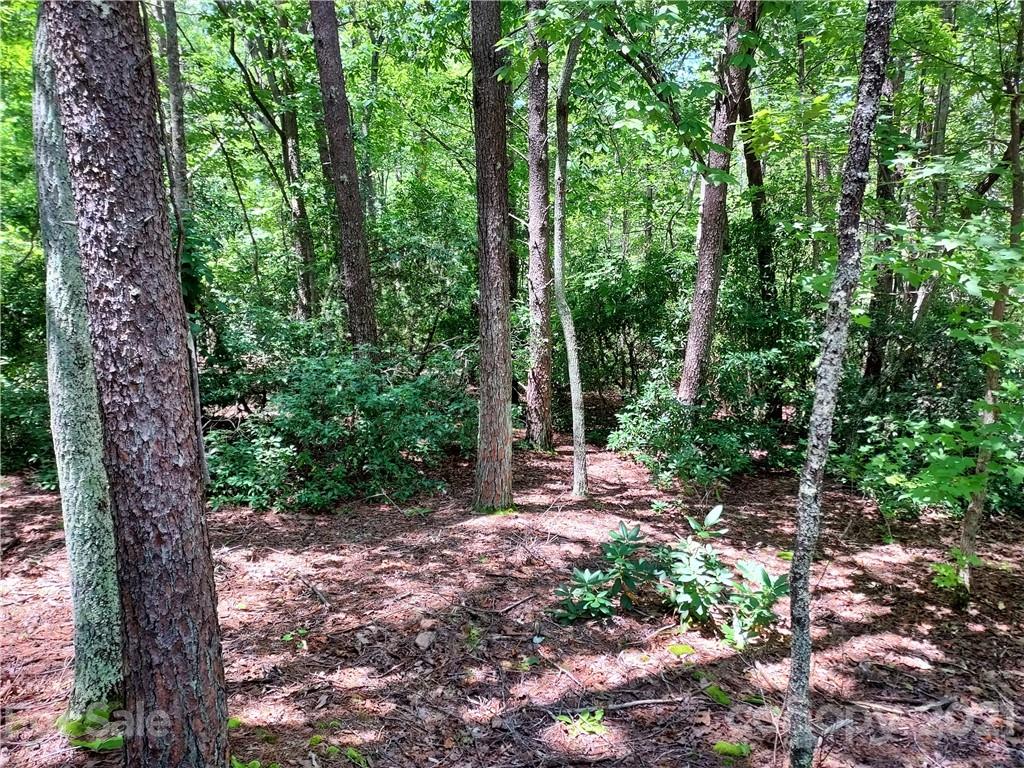 2.54 Acres Club Road Tryon, NC 28782 - Photo 9 of 18 a view of a forest with trees