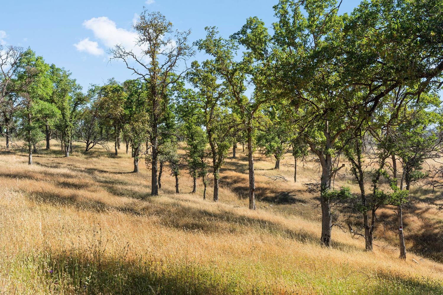1484 Oregon Gulch Road Oroville, CA 95965 - Photo 24 of 78