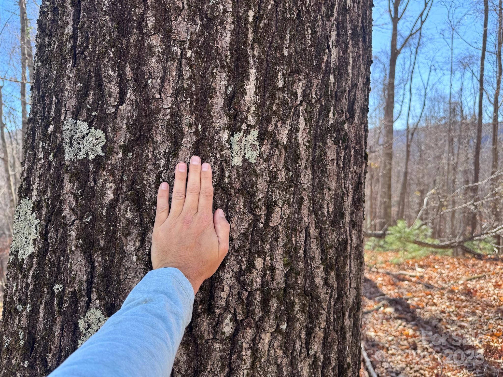 15-acres Riddle Br Road Burnsville, NC 28714 - Photo 11 of 38
