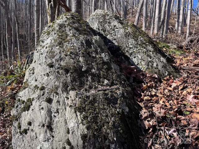 a view of trees and covered with trees
