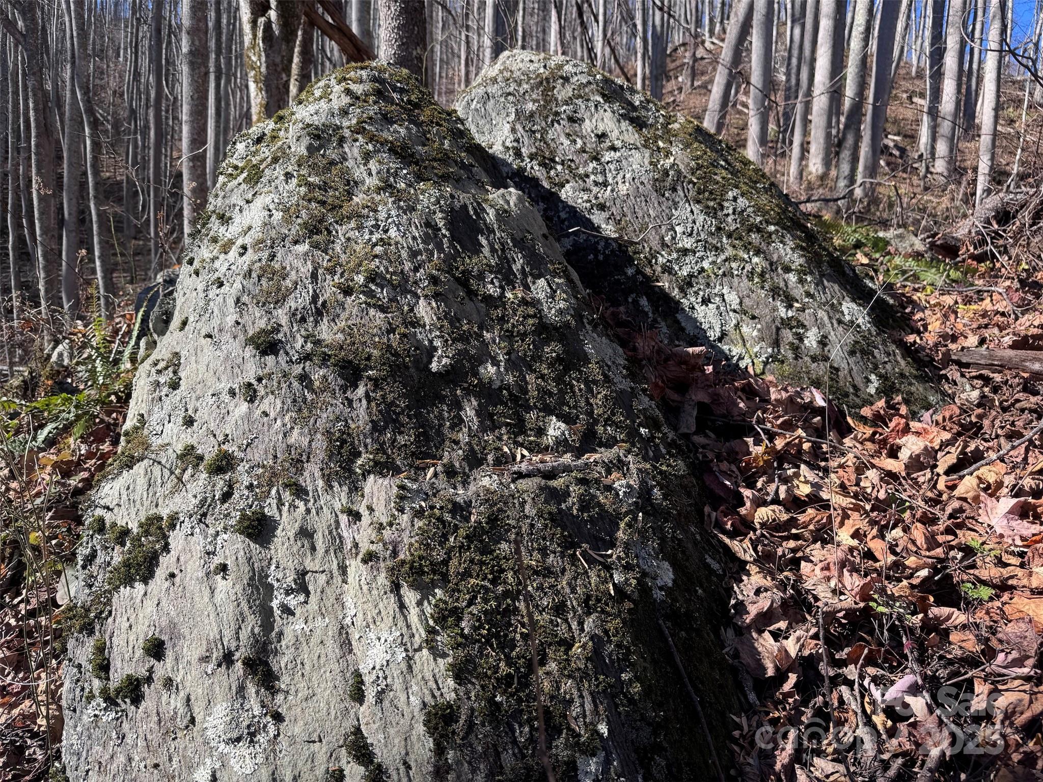 15-acres Riddle Br Road Burnsville, NC 28714 - Photo 21 of 38 a view of a plants of a house with a tree