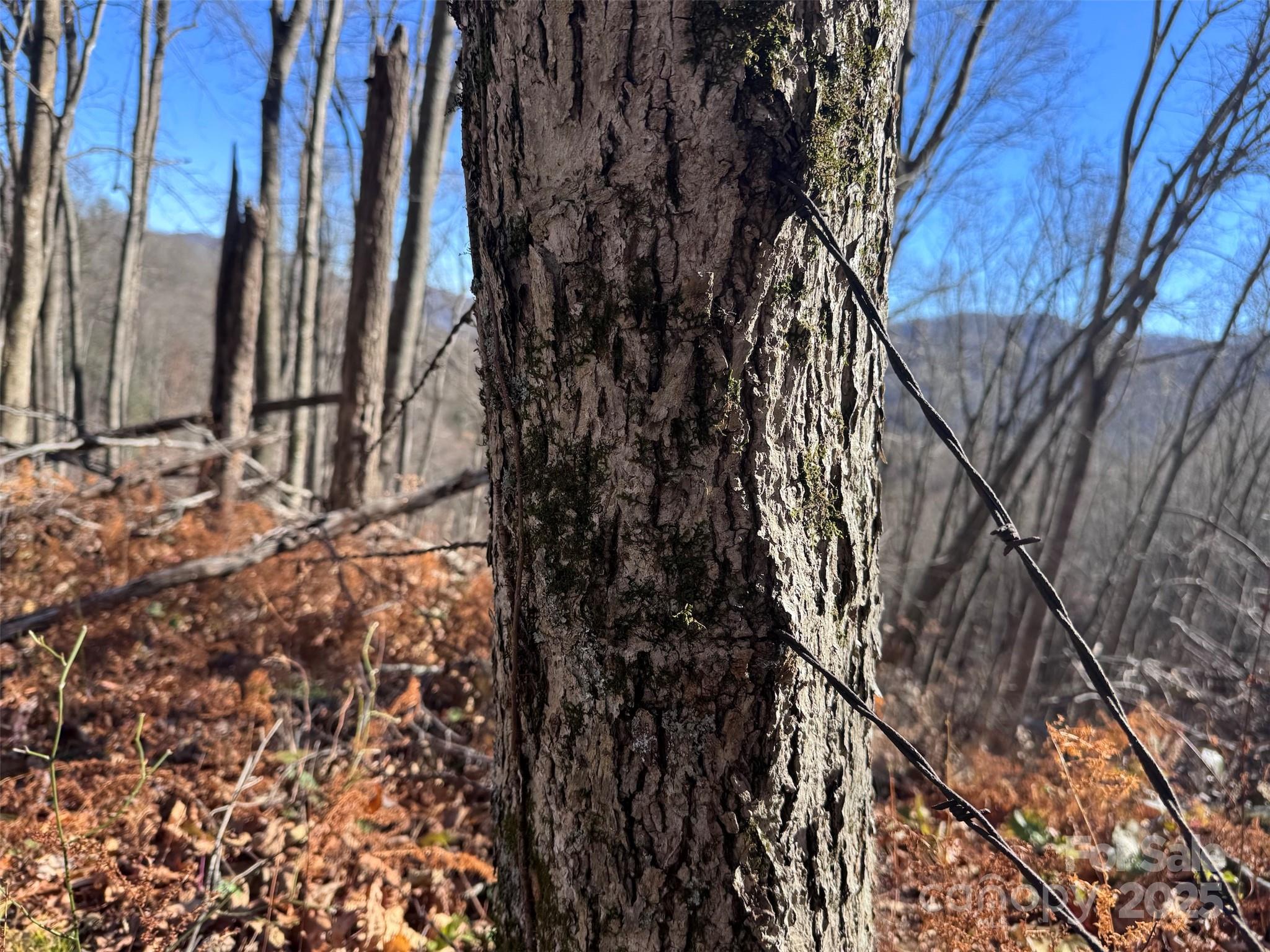 15-acres Riddle Br Road Burnsville, NC 28714 - Photo 31 of 38 a view of a yard with a tree
