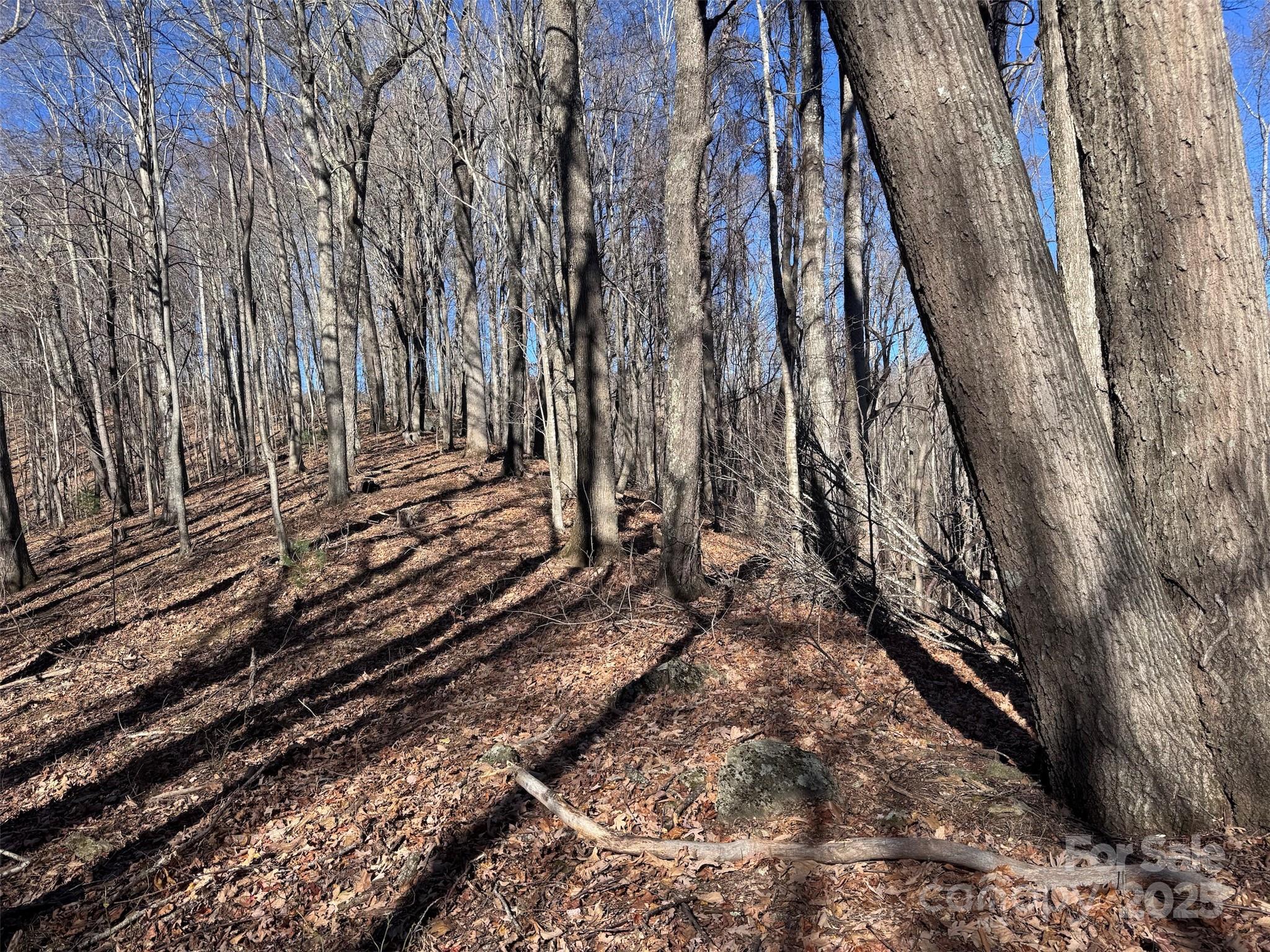 15-acres Riddle Br Road Burnsville, NC 28714 - Photo 32 of 38 a view of a yard with trees in the background