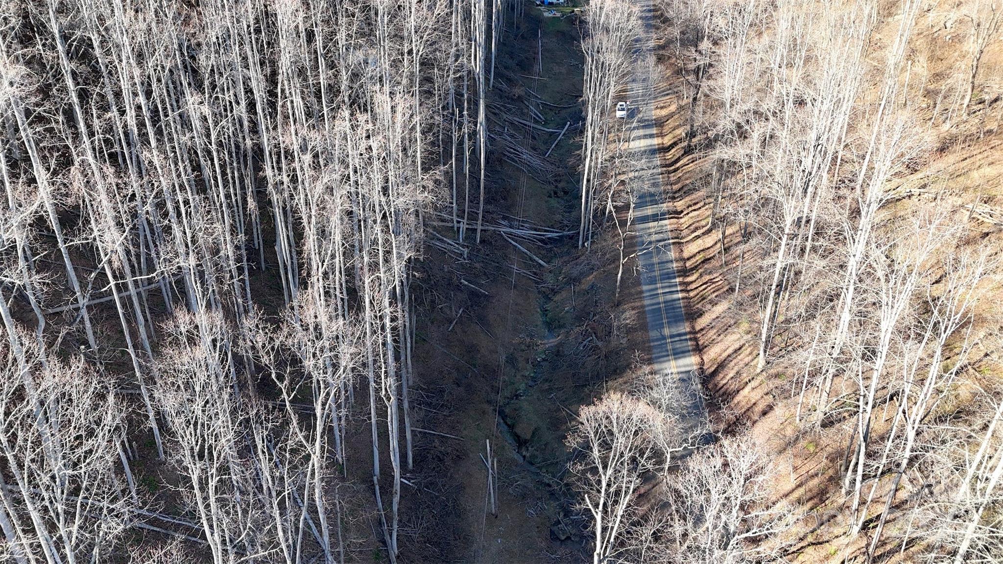 15-acres Riddle Br Road Burnsville, NC 28714 - Photo 34 of 38 a close up of a plant