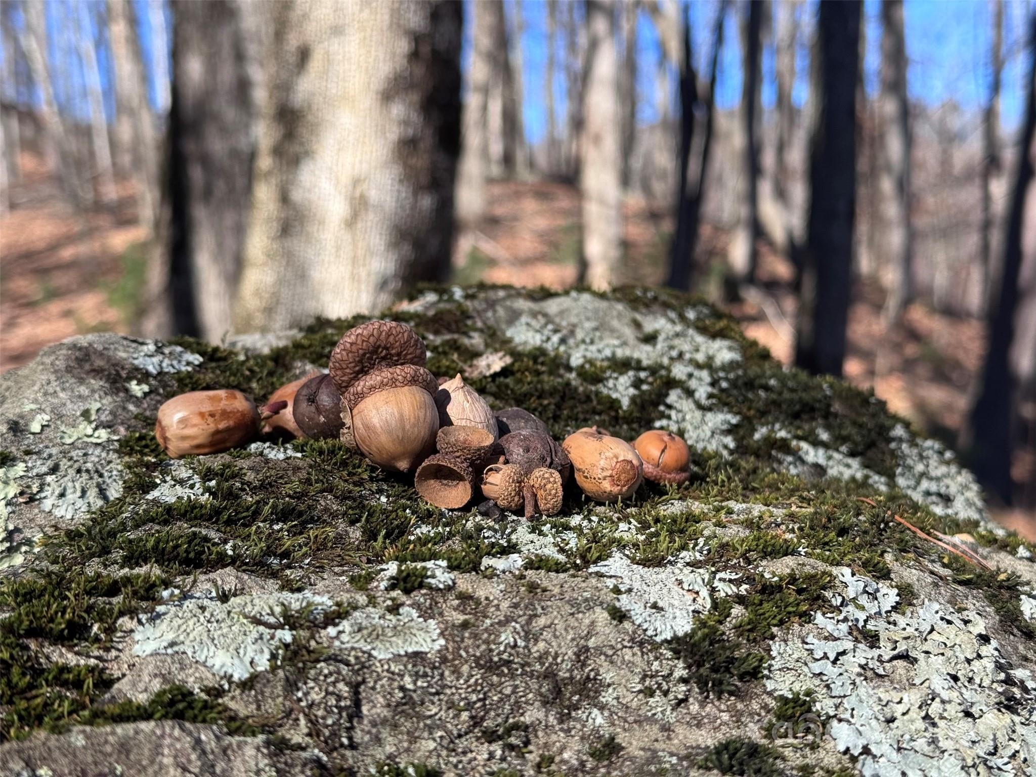 15-acres Riddle Br Road Burnsville, NC 28714 - Photo 6 of 38 a view of a backyard of the house