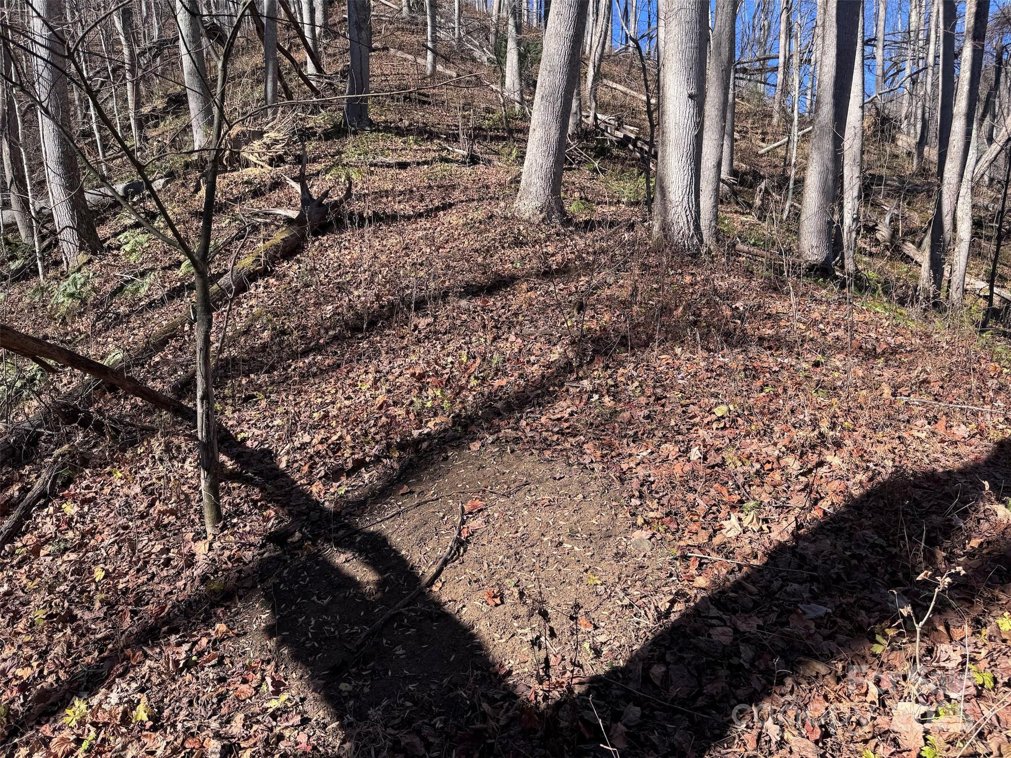 15-acres Riddle Br Road Burnsville, NC 28714 - Photo 7 of 38 a view of a yard with lots of plants and trees