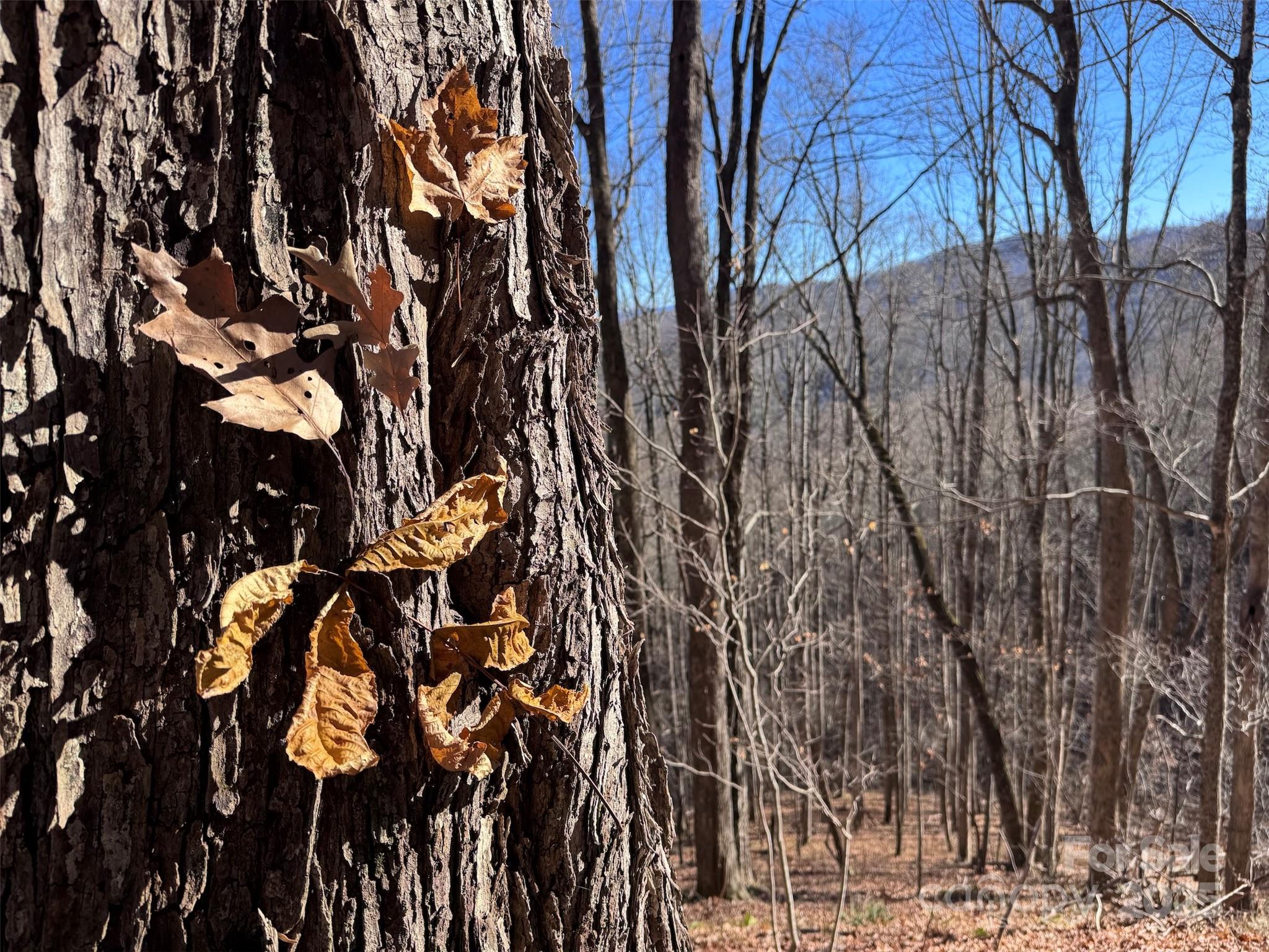 15-acres Riddle Br Road Burnsville, NC 28714 - Photo 10 of 38 a view of tree