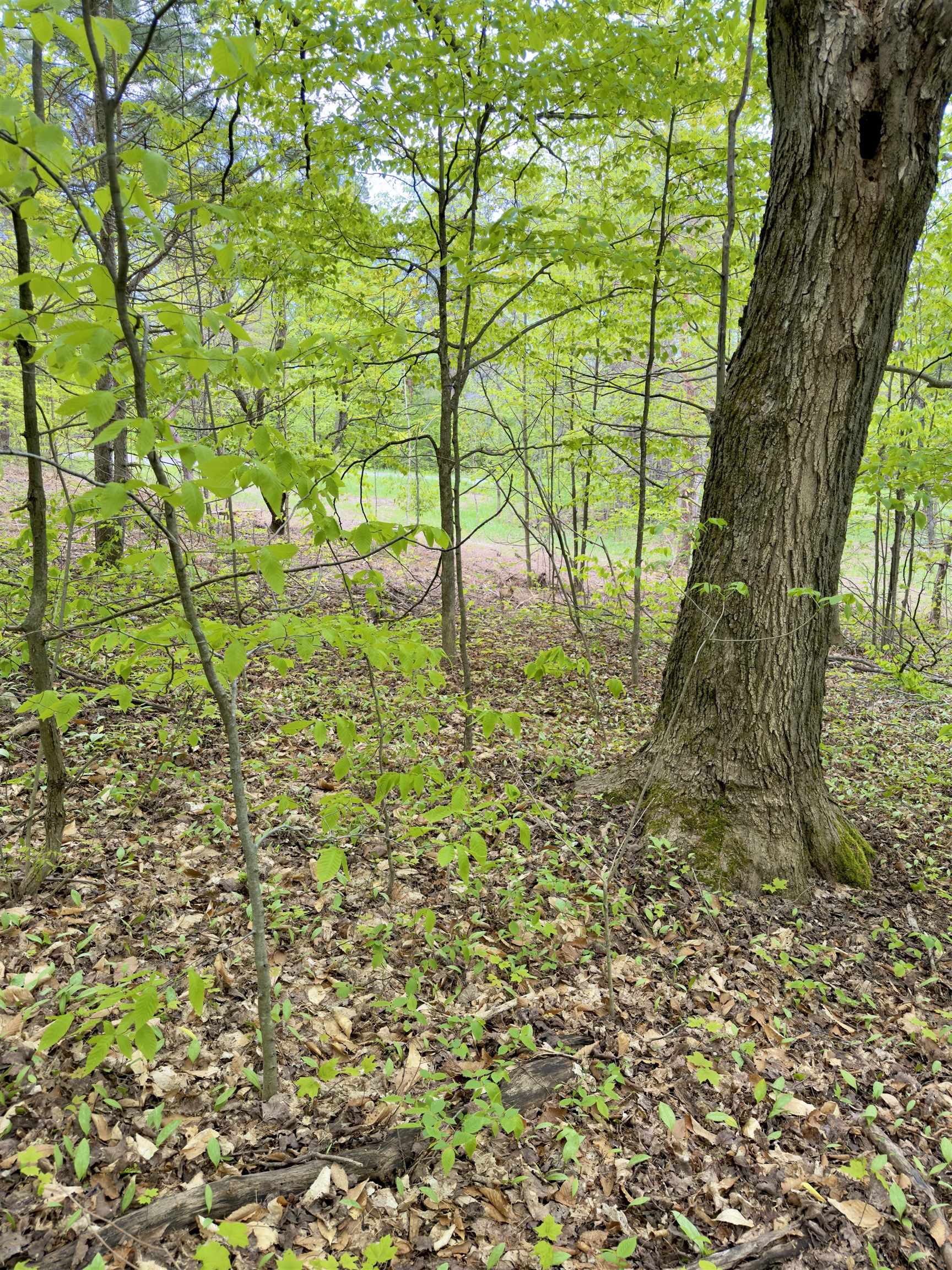 3779 Scholl Road Mancelona, MI 49659 - Photo 15 of 16