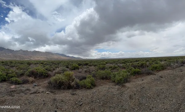 a view of a dry yard with lots of trees