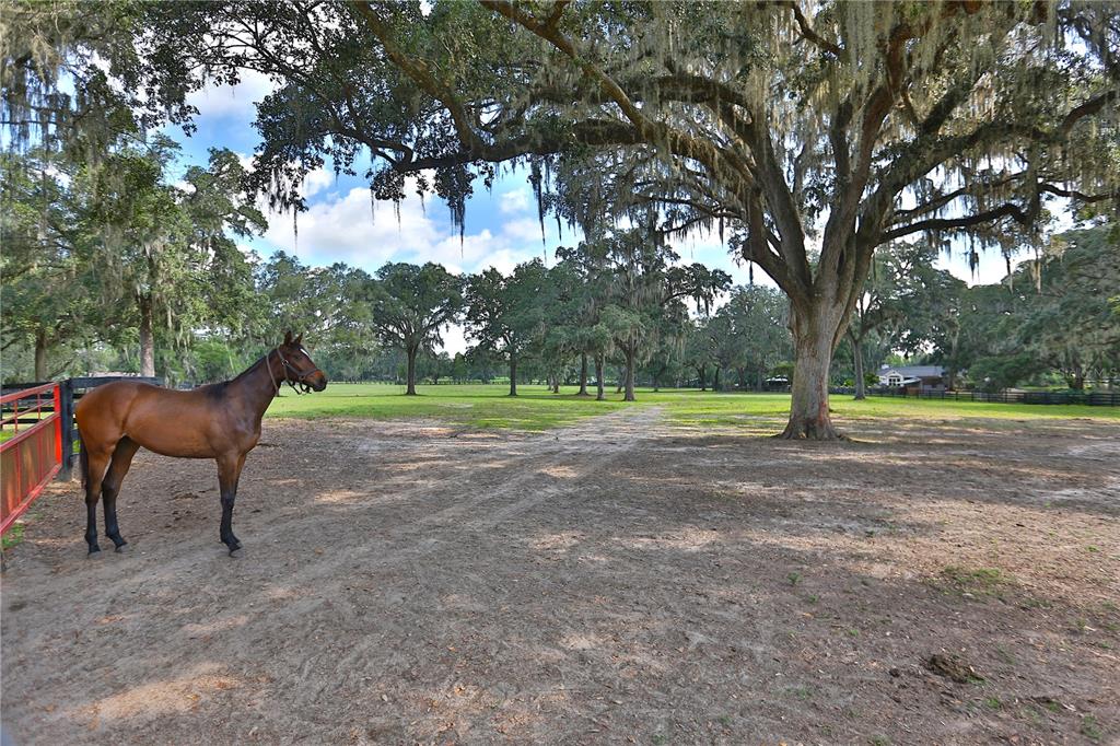 13450 Northwest Gainesville Road, Unit OPTION 2 Reddick, FL 32686 - Photo 23 of 70 Gallery Image 23