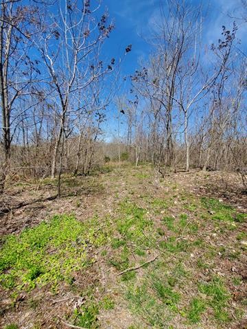 0 Lady Finger Bluff Road Linden, TN 37096 - Photo 17 of 28 Gallery Image 17